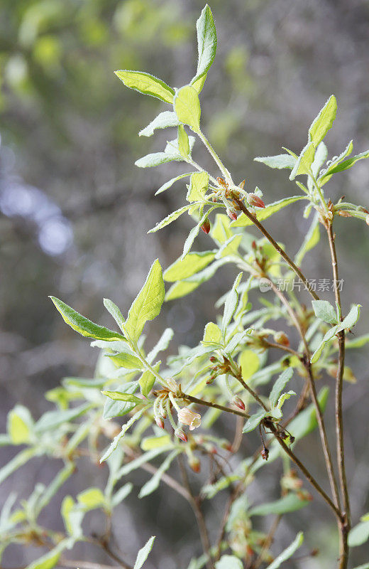 沼泽越橘（Vaccinium uliginosum）